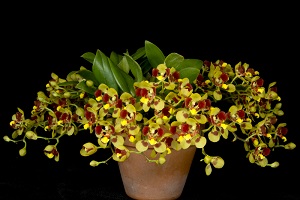 Gomesa colorata Precious Treasure AM/AOS 83 pts. plants